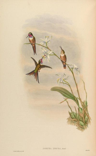 Doricha lyrura = Calliphlox evelynae - John Gould